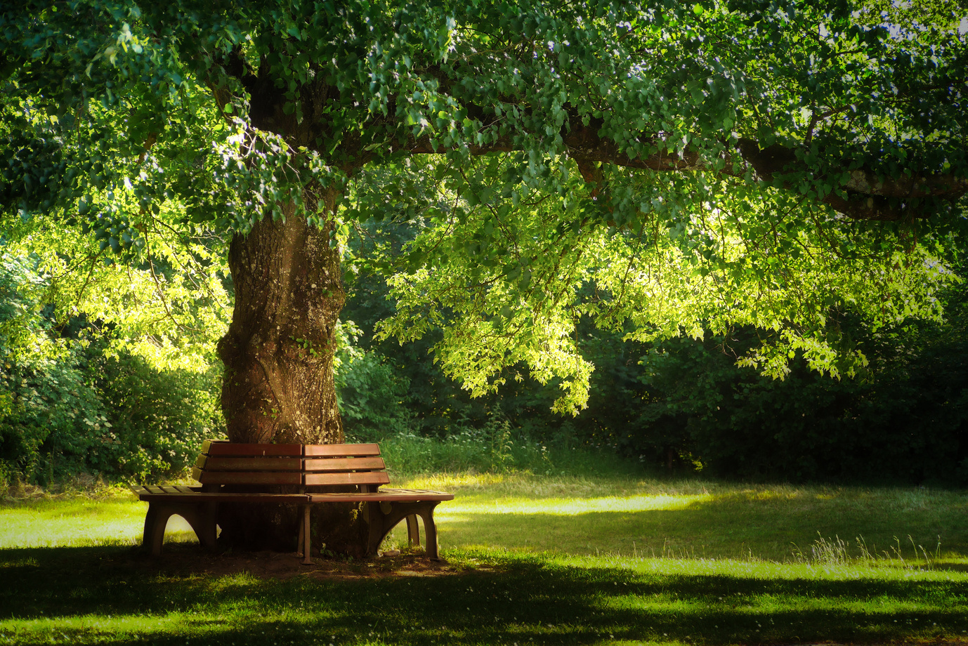 Wooden Park Bench